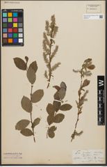 Foto von Salix starkeana Willd.
